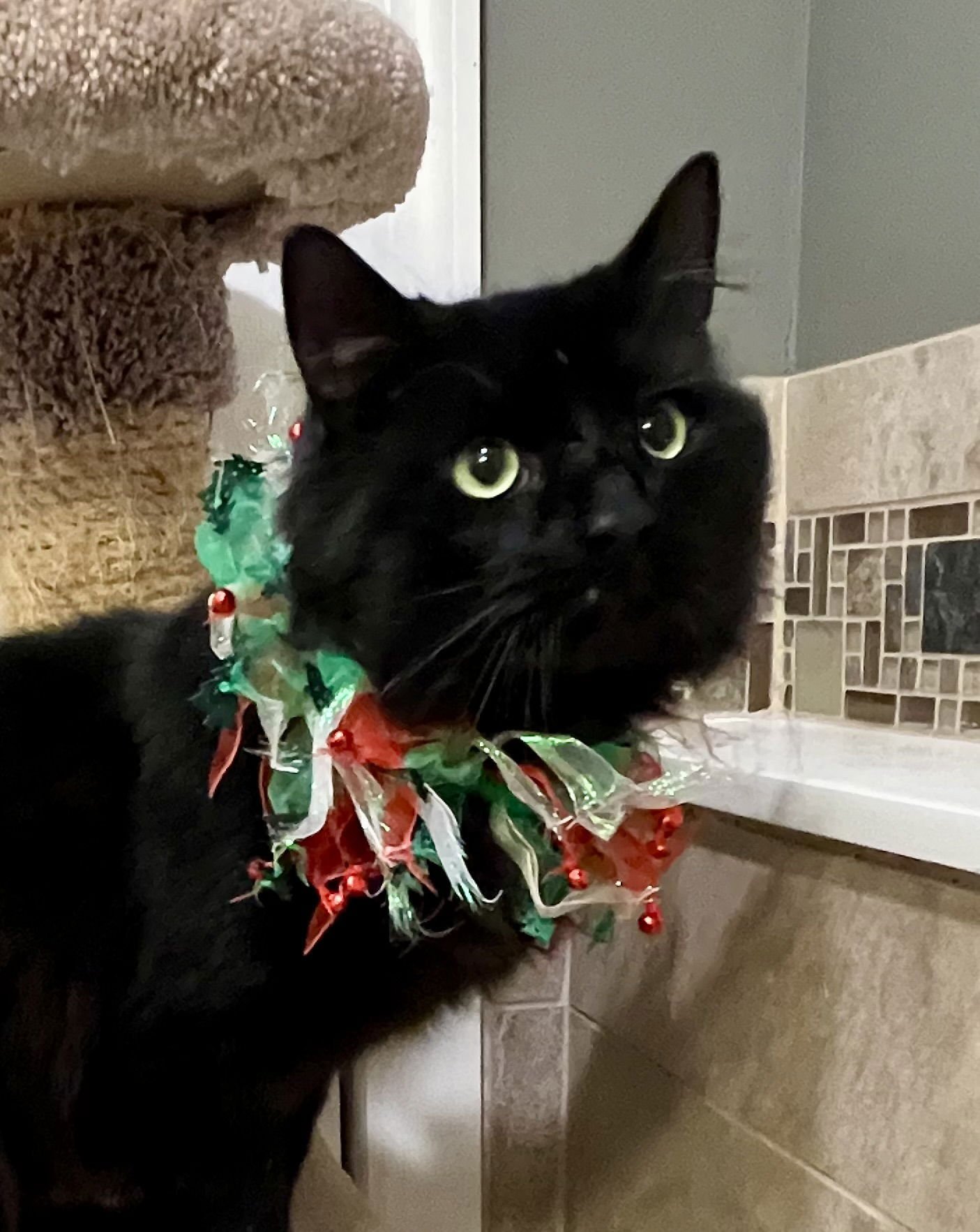 THOR - FIV+ - Domestic Long Hair available for adoption