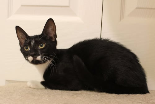SPLASHER - Tuxedo / Domestic Short Hair available for adoption