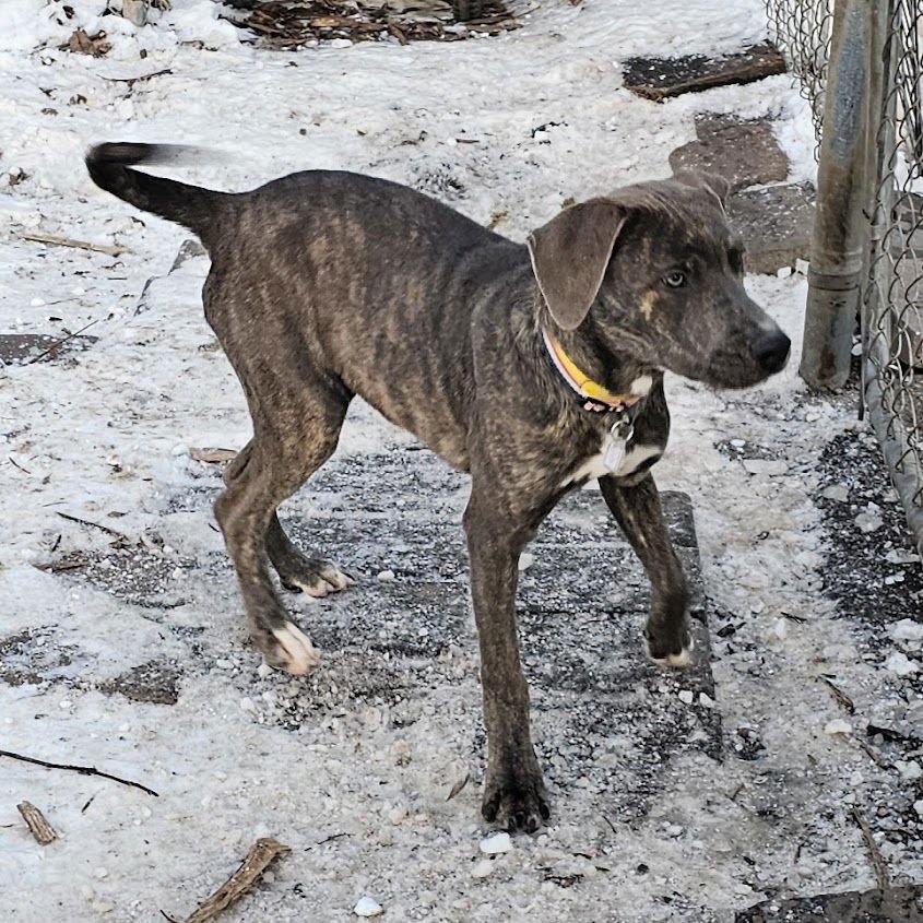 BLUEY II - Boxer / Mountain Cur available for adoption