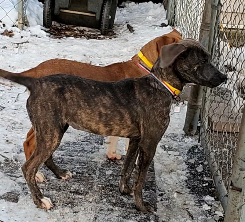 BLUEY II - Boxer / Mountain Cur available for adoption