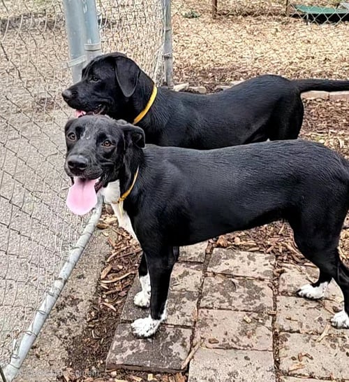 TIPPY - Black Labrador Retriever available for adoption