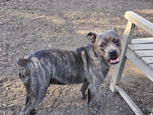 ANDY II - Bulldog / Pit Bull Terrier available for adoption