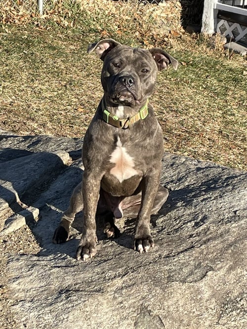ANDY II - Bulldog / Pit Bull Terrier available for adoption
