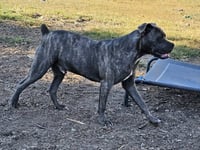 Andy II - Photo 3