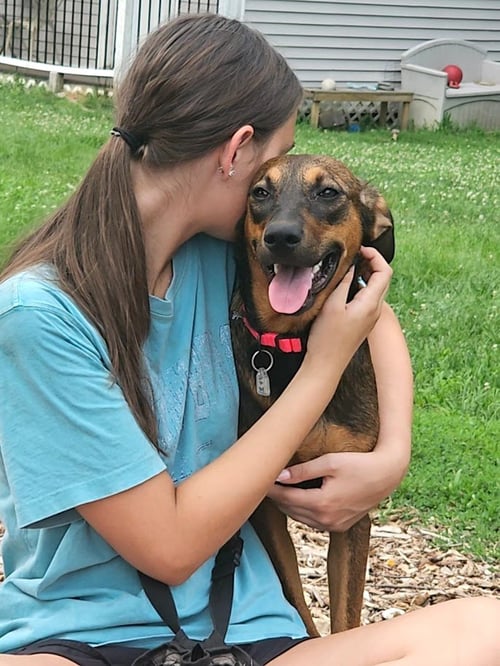 MABEL - Shepherd / Hound available for adoption