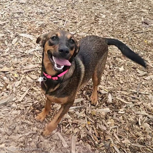 MABEL - Shepherd / Hound available for adoption