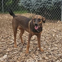 Mabel - Photo 3