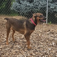 Mabel - Photo 4