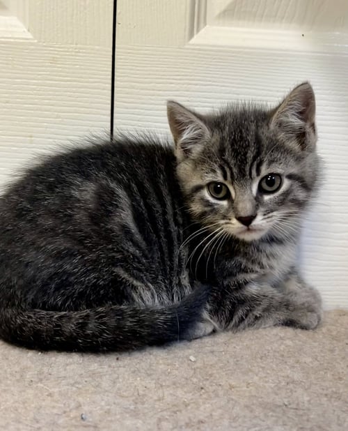DIME - Tabby / Tiger for adoption in Paterson