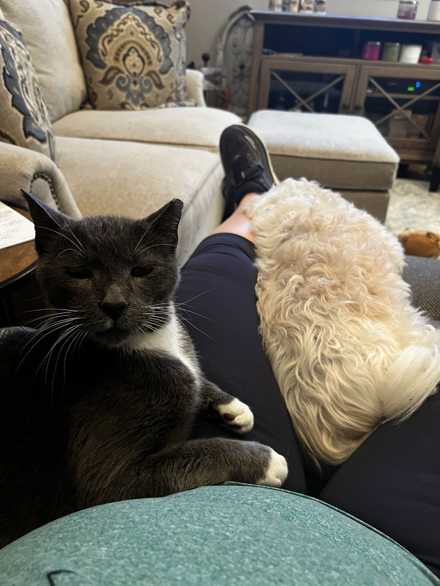 TEST - Affenpinscher available for adoption