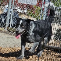 Bluey - Photo 1