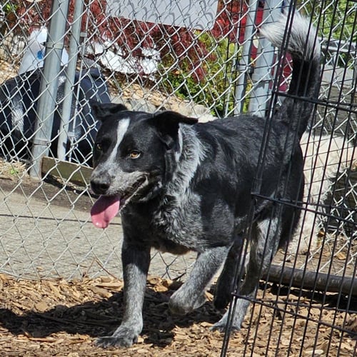 BLUEY - Cattle Dog available for adoption