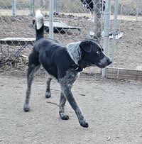 Bluey - Photo 6