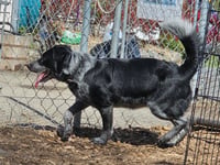 Bluey - Photo 7