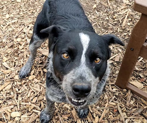 BLUEY - Cattle Dog available for adoption