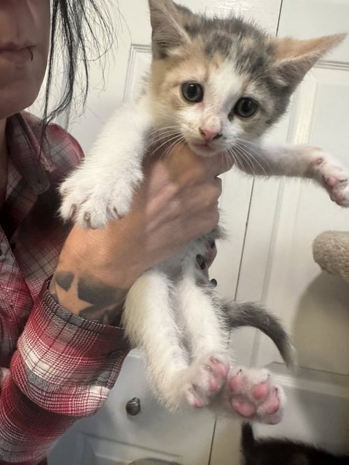 FAWN - Dilute Calico / Domestic Short Hair available for adoption