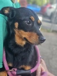 Roxy - Photo 5