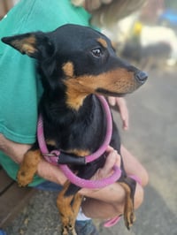 Roxy - Photo 6