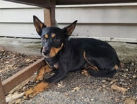 Roxy - Photo 2
