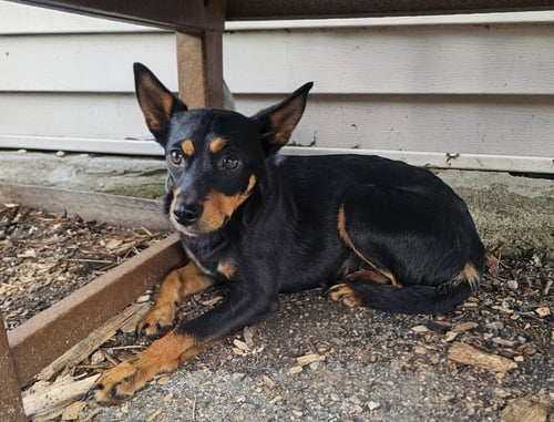 ROXY - Miniature Pinscher available for adoption