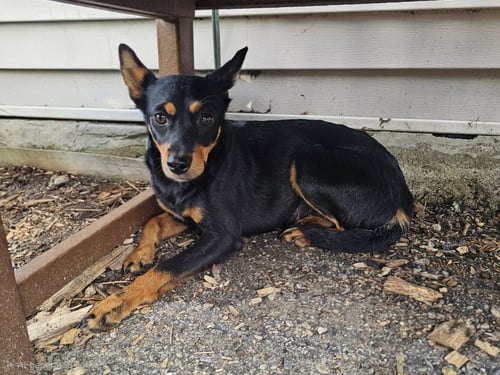 ROXY - Miniature Pinscher available for adoption