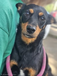 Roxy - Photo 4