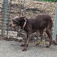 Millie - Photo 4