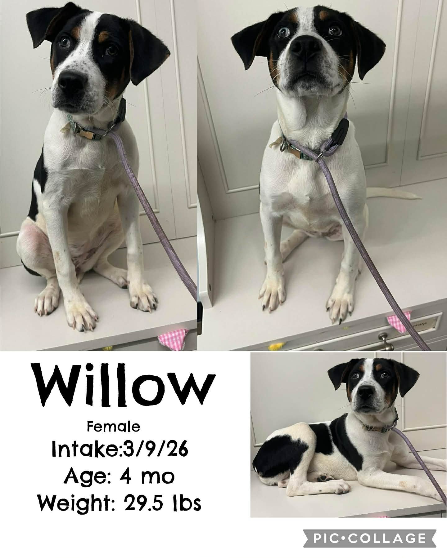 WILLOW - Hound available for adoption