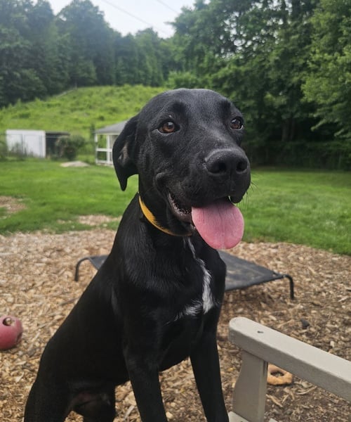 RIVER - Black Labrador Retriever available for adoption