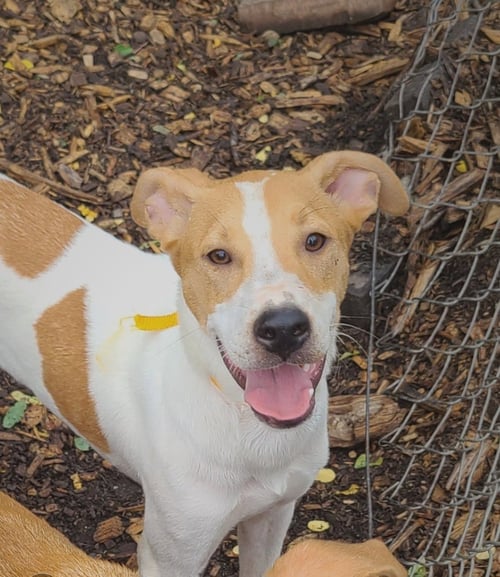 JAGGER - Hound available for adoption