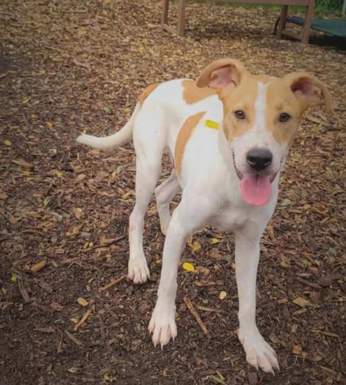 JAGGER - Hound available for adoption
