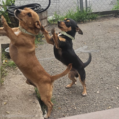 LUIS AND LEO - Chihuahua / Dachshund available for adoption
