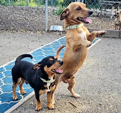 LUIS AND LEO - Chihuahua / Dachshund available for adoption