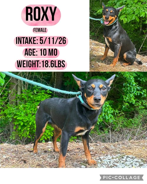 ROXY - Terrier available for adoption