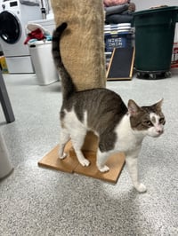 Rocky - FIV+ - Photo 4