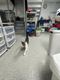 Rocky - FIV+ - Photo 6