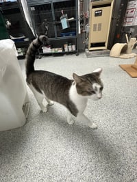 Rocky - FIV+ - Photo 5