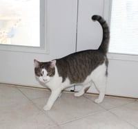 Rocky - FIV+ - Photo 2