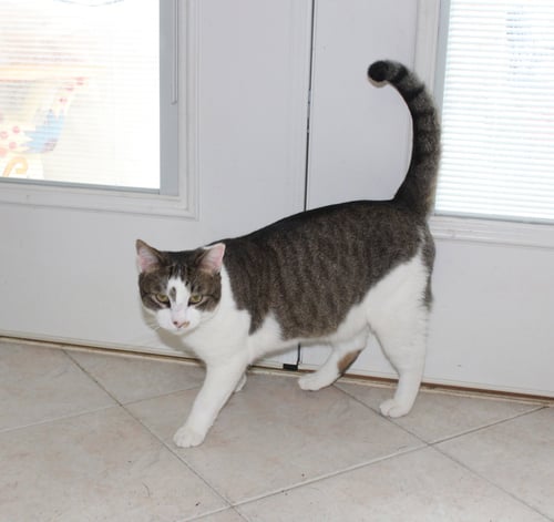 ROCKY - FIV+ - Tabby / Domestic Short Hair available for adoption