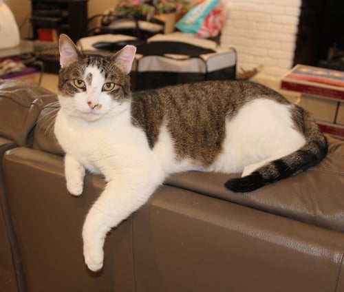 ROCKY - FIV+ - Tabby / Domestic Short Hair available for adoption