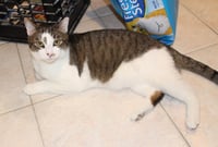 Rocky - FIV+ - Photo 3