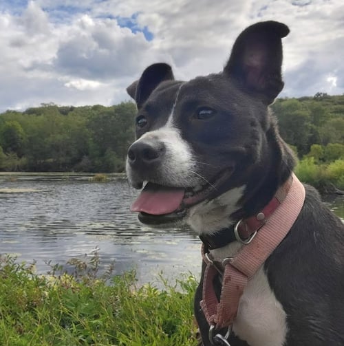 LINDY - Pit Bull Terrier available for adoption