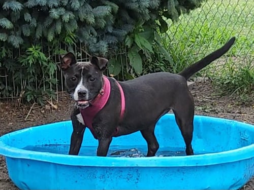 LINDY - Pit Bull Terrier available for adoption