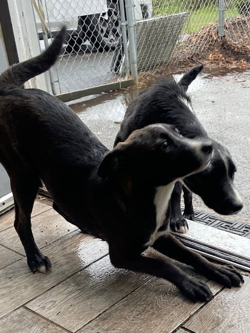 LAB PUPPIES - Labrador Retriever available for adoption