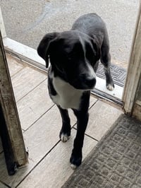 lab puppies - Photo 3
