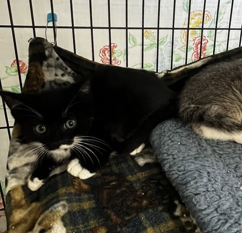 BISCUIT - Tabby / Domestic Short Hair available for adoption