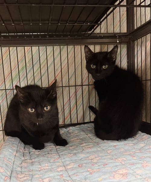 LYLA - Domestic Short Hair / Tabby available for adoption