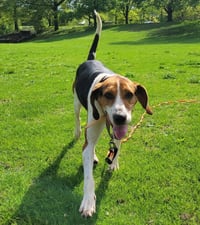 Buddy - Photo 1