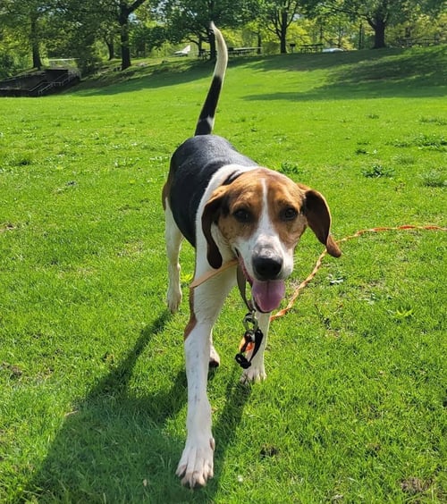 BUDDY - Treeing Walker Coonhound available for adoption