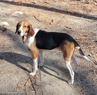 Buddy - Photo 3